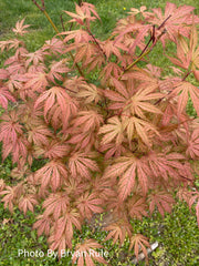 - Acer palmatum 'Ariadne' Japanese Maple - Mr Maple │ Buy Japanese Maple Trees