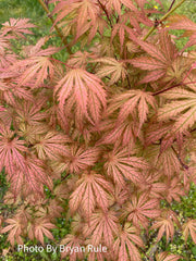 - Acer palmatum 'Ariadne' Japanese Maple - Mr Maple │ Buy Japanese Maple Trees