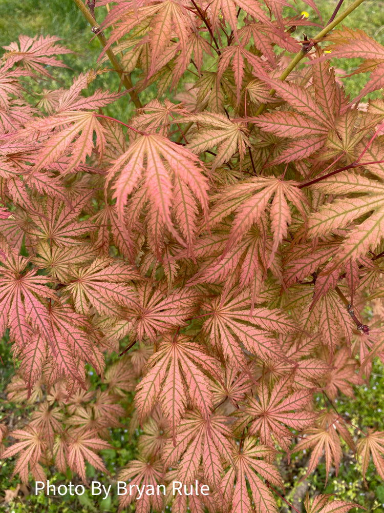 - Acer palmatum 'Ariadne' Japanese Maple - Mr Maple │ Buy Japanese Maple Trees