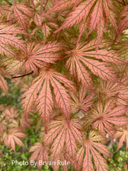 - Acer palmatum 'Ariadne' Japanese Maple - Mr Maple │ Buy Japanese Maple Trees