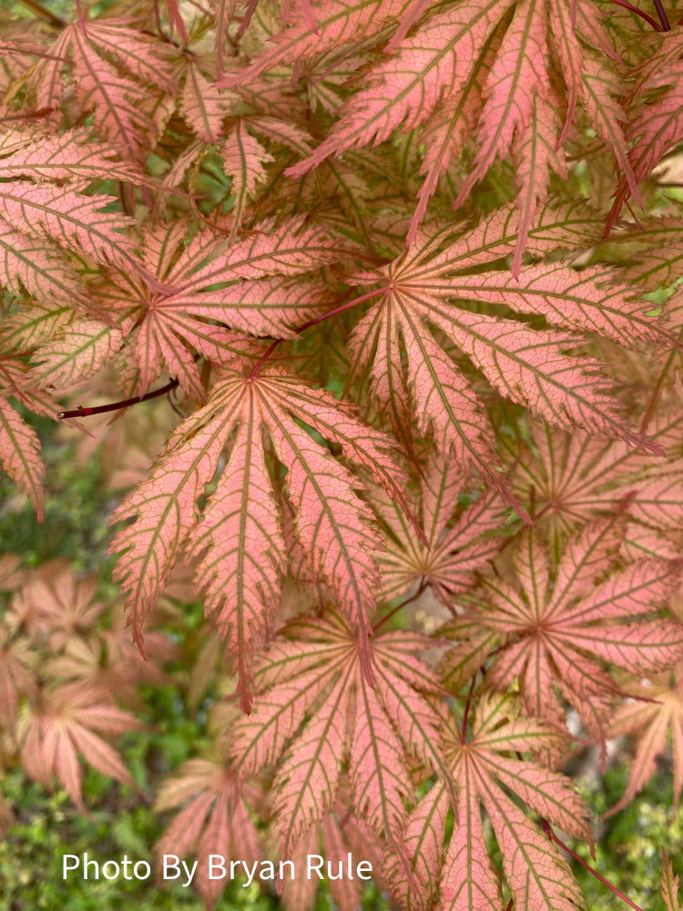 - Acer palmatum 'Ariadne' Japanese Maple - Mr Maple │ Buy Japanese Maple Trees