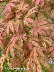 - Acer palmatum 'Ariadne' Japanese Maple - Mr Maple │ Buy Japanese Maple Trees