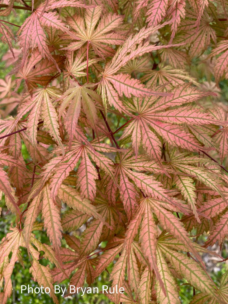 - Acer palmatum 'Ariadne' Japanese Maple - Mr Maple │ Buy Japanese Maple Trees