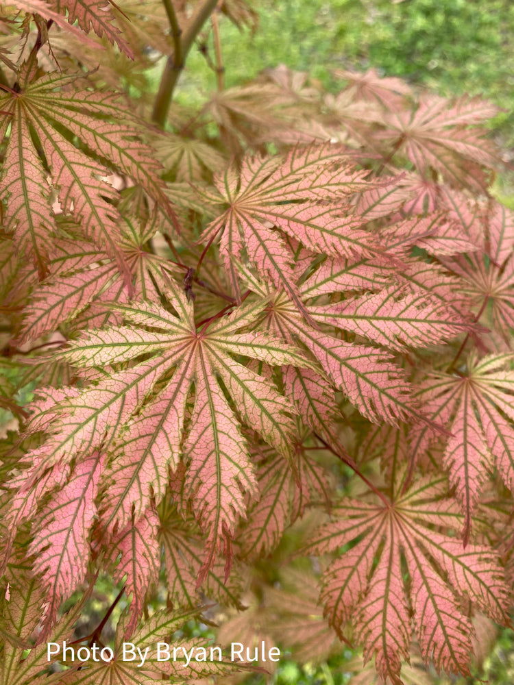 - Acer palmatum 'Ariadne' Japanese Maple - Mr Maple │ Buy Japanese Maple Trees