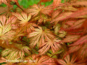 - Acer palmatum 'Ariadne' Japanese Maple - Mr Maple │ Buy Japanese Maple Trees