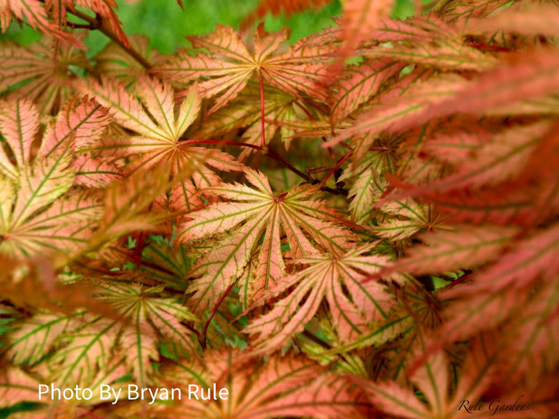 - Acer palmatum 'Ariadne' Japanese Maple - Mr Maple │ Buy Japanese Maple Trees