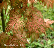 - Acer palmatum 'Ariadne' Japanese Maple - Mr Maple │ Buy Japanese Maple Trees
