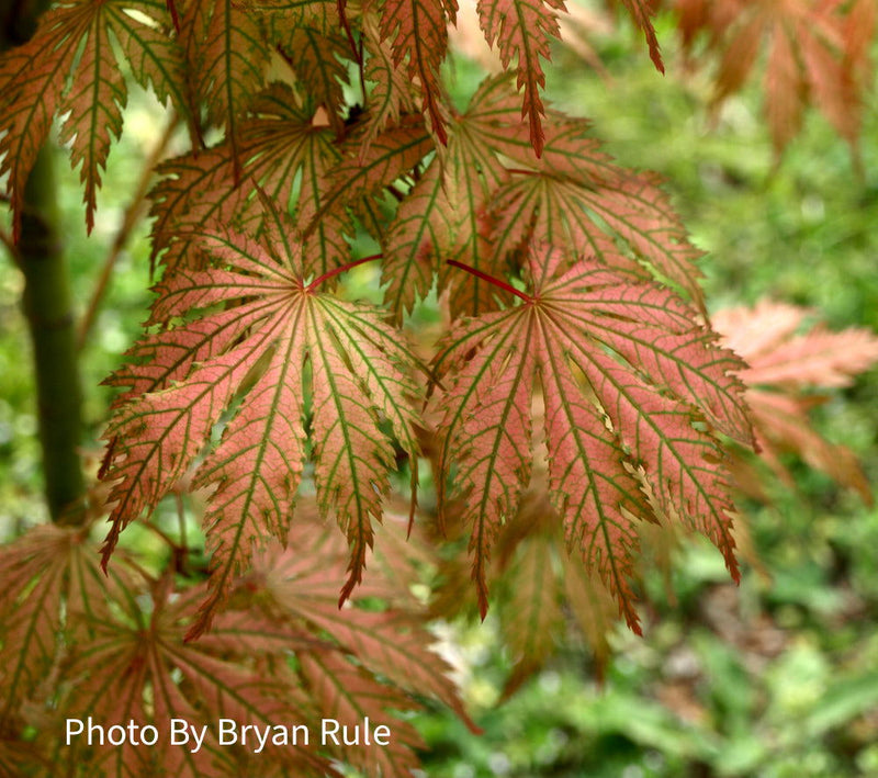 - Acer palmatum 'Ariadne' Japanese Maple - Mr Maple │ Buy Japanese Maple Trees