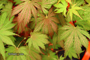 - Acer palmatum 'Ariadne' Japanese Maple - Mr Maple │ Buy Japanese Maple Trees