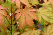 - Acer palmatum 'Ariadne' Japanese Maple - Mr Maple │ Buy Japanese Maple Trees