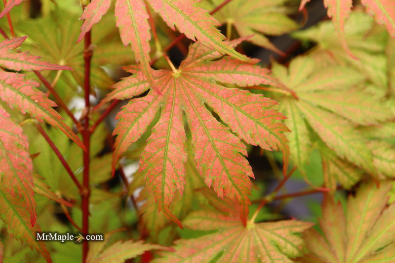 - Acer palmatum 'Ariadne' Japanese Maple - Mr Maple │ Buy Japanese Maple Trees