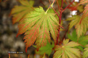 - Acer palmatum 'Ariadne' Japanese Maple - Mr Maple │ Buy Japanese Maple Trees
