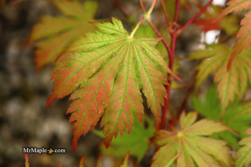 - Acer palmatum 'Ariadne' Japanese Maple - Mr Maple │ Buy Japanese Maple Trees