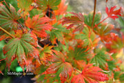 - Acer palmatum 'Ariadne' Japanese Maple - Mr Maple │ Buy Japanese Maple Trees