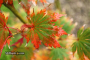 - Acer palmatum 'Ariadne' Japanese Maple - Mr Maple │ Buy Japanese Maple Trees