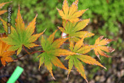- Acer palmatum 'Ariadne' Japanese Maple - Mr Maple │ Buy Japanese Maple Trees