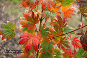 - Acer palmatum 'Ariadne' Japanese Maple - Mr Maple │ Buy Japanese Maple Trees