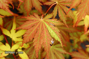 - Acer palmatum 'Ariadne' Japanese Maple - Mr Maple │ Buy Japanese Maple Trees