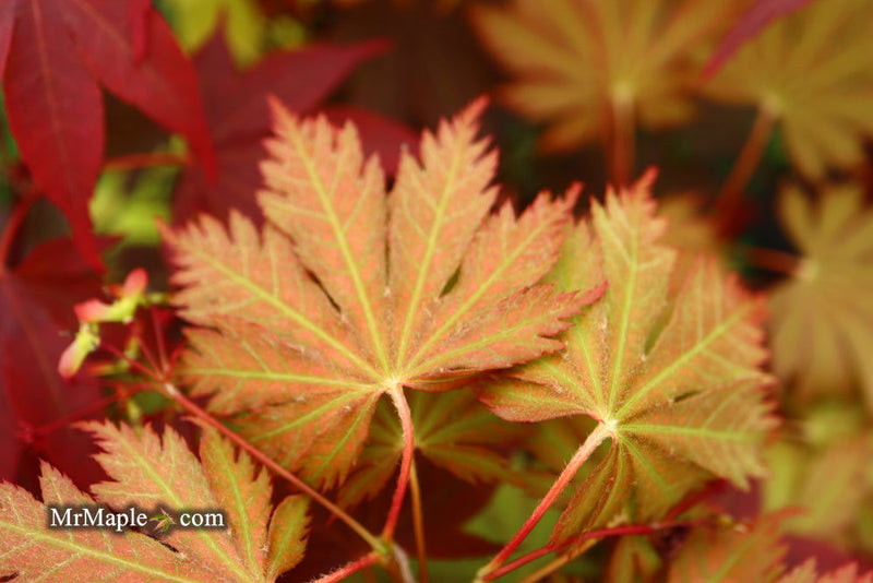 - Acer palmatum 'Ariadne' Japanese Maple - Mr Maple │ Buy Japanese Maple Trees