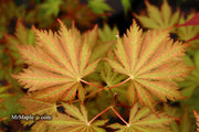 - Acer palmatum 'Ariadne' Japanese Maple - Mr Maple │ Buy Japanese Maple Trees