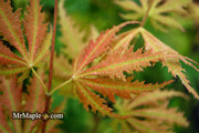 - Acer palmatum 'Ariadne' Japanese Maple - Mr Maple │ Buy Japanese Maple Trees