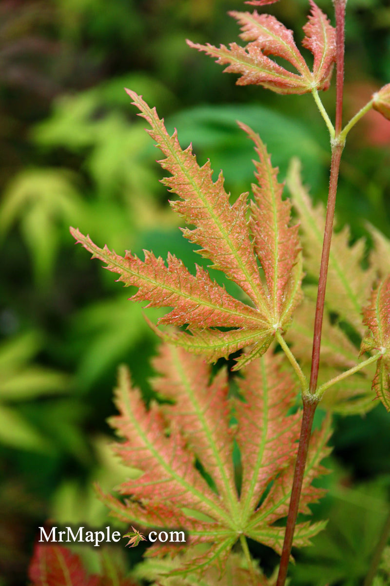 - Acer palmatum 'Ariadne' Japanese Maple - Mr Maple │ Buy Japanese Maple Trees