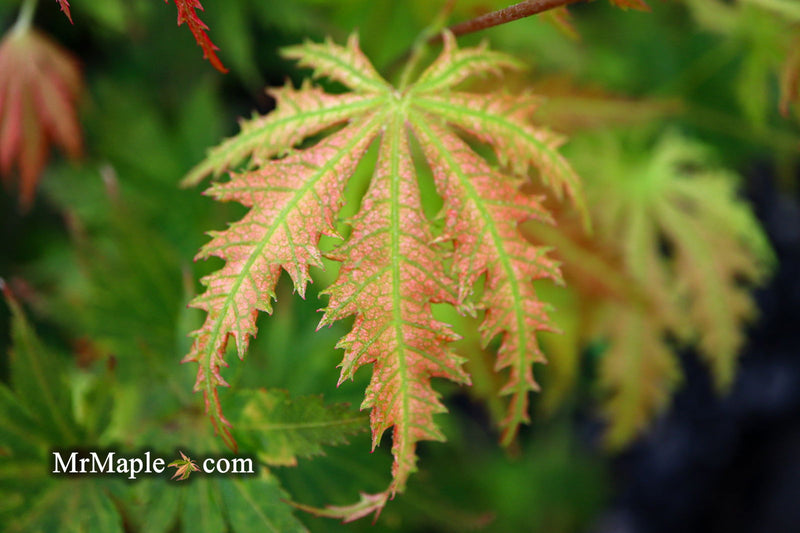 - Acer palmatum 'Ariadne' Japanese Maple - Mr Maple │ Buy Japanese Maple Trees