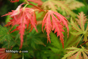 - Acer palmatum 'Ariadne' Japanese Maple - Mr Maple │ Buy Japanese Maple Trees