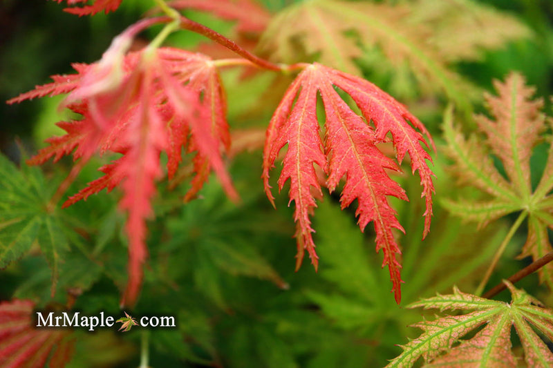 - Acer palmatum 'Ariadne' Japanese Maple - Mr Maple │ Buy Japanese Maple Trees