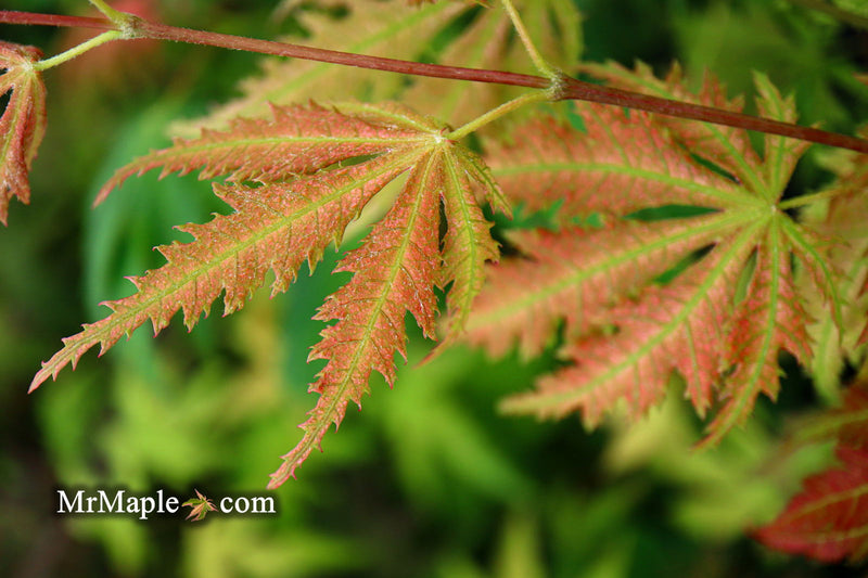 - Acer palmatum 'Ariadne' Japanese Maple - Mr Maple │ Buy Japanese Maple Trees