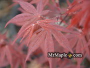 - Acer palmatum 'Ariake nomura' Japanese Maple - Mr Maple │ Buy Japanese Maple Trees