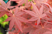 - Acer palmatum 'Ariake nomura' Japanese Maple - Mr Maple │ Buy Japanese Maple Trees