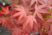 - Acer palmatum 'Ariake nomura' Japanese Maple - Mr Maple │ Buy Japanese Maple Trees