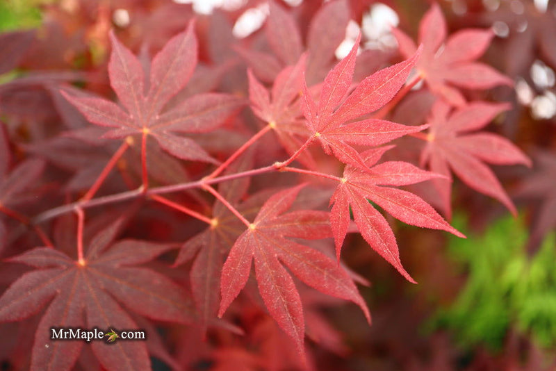 - Acer palmatum 'Ariake nomura' Japanese Maple - Mr Maple │ Buy Japanese Maple Trees