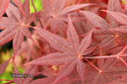 - Acer palmatum 'Ariake nomura' Japanese Maple - Mr Maple │ Buy Japanese Maple Trees