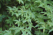 - Acer palmatum 'Asagi nishiki' Japanese Maple - Mr Maple │ Buy Japanese Maple Trees
