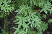 - Acer palmatum 'Asagi nishiki' Japanese Maple - Mr Maple │ Buy Japanese Maple Trees