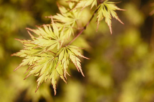 Acer palmatum 'Asayake' Japanese Maple - Mr Maple │ Buy Japanese Maple Trees