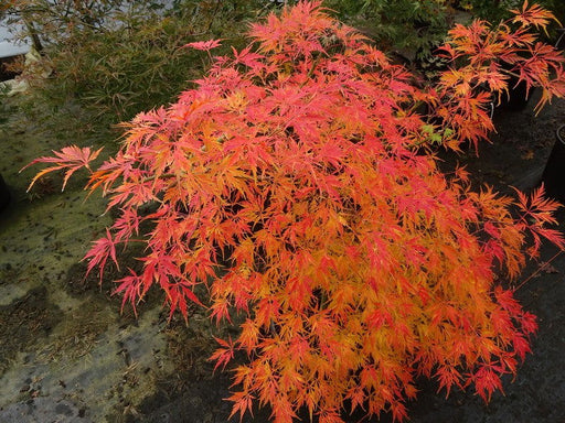 Acer palmatum 'Asayake' Japanese Maple - Mr Maple │ Buy Japanese Maple Trees