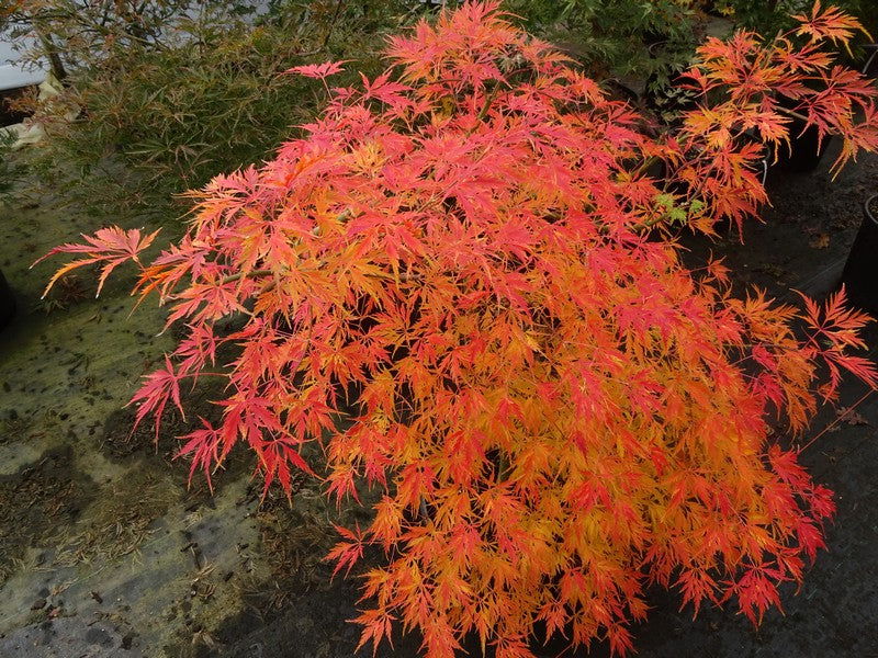 '- Acer palmatum 'Asayake' Japanese Maple - Mr Maple │ Buy Japanese Maple Trees