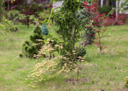 - Acer palmatum 'Asayake' Japanese Maple - Mr Maple │ Buy Japanese Maple Trees