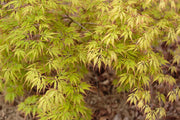 - Acer palmatum 'Asayake' Japanese Maple - Mr Maple │ Buy Japanese Maple Trees