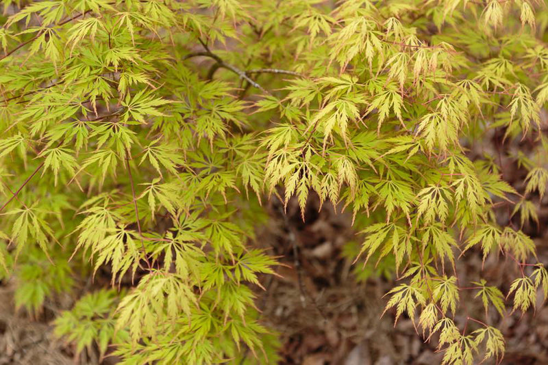 - Acer palmatum 'Asayake' Japanese Maple - Mr Maple │ Buy Japanese Maple Trees
