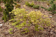 '- Acer palmatum 'Asayake' Japanese Maple - Mr Maple │ Buy Japanese Maple Trees