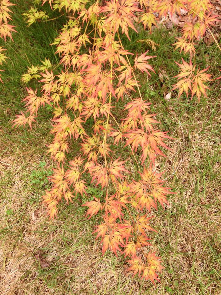 - Acer palmatum 'Asayake' Japanese Maple - Mr Maple │ Buy Japanese Maple Trees