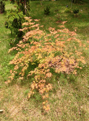 - Acer palmatum 'Asayake' Japanese Maple - Mr Maple │ Buy Japanese Maple Trees