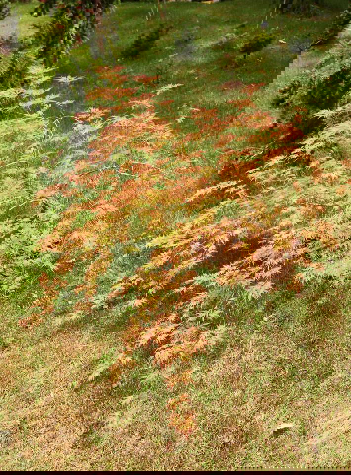 - Acer palmatum 'Asayake' Japanese Maple - Mr Maple │ Buy Japanese Maple Trees