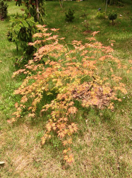 '- Acer palmatum 'Asayake' Japanese Maple - Mr Maple │ Buy Japanese Maple Trees