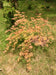 '- Acer palmatum 'Asayake' Japanese Maple - Mr Maple │ Buy Japanese Maple Trees