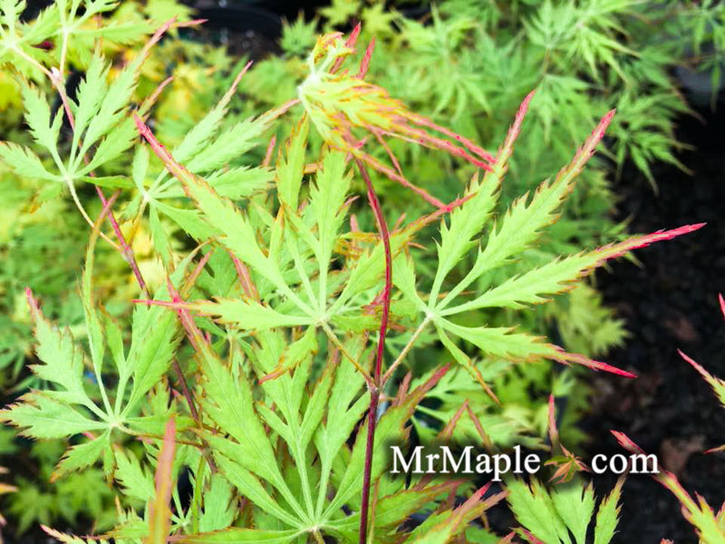- Acer palmatum 'Asayake' Japanese Maple - Mr Maple │ Buy Japanese Maple Trees